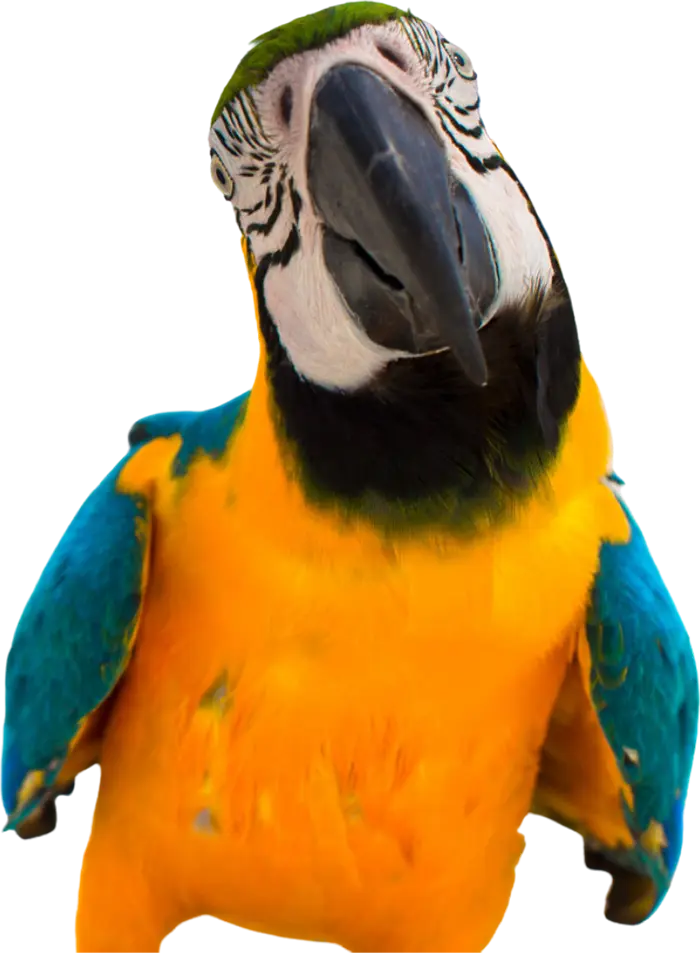 parrot